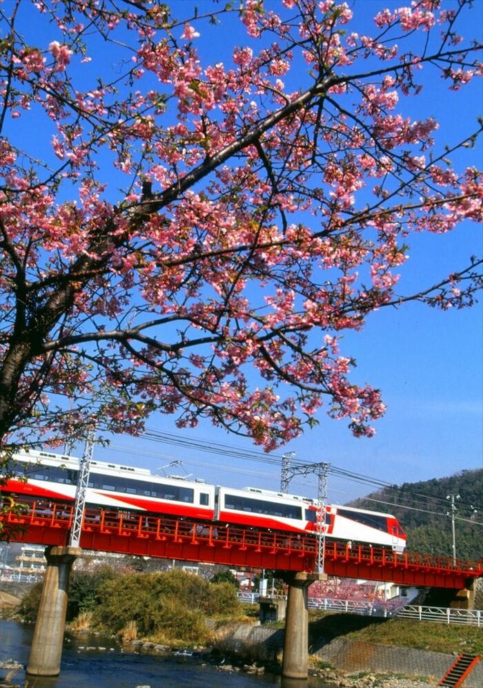 河津桜と「リゾート21」