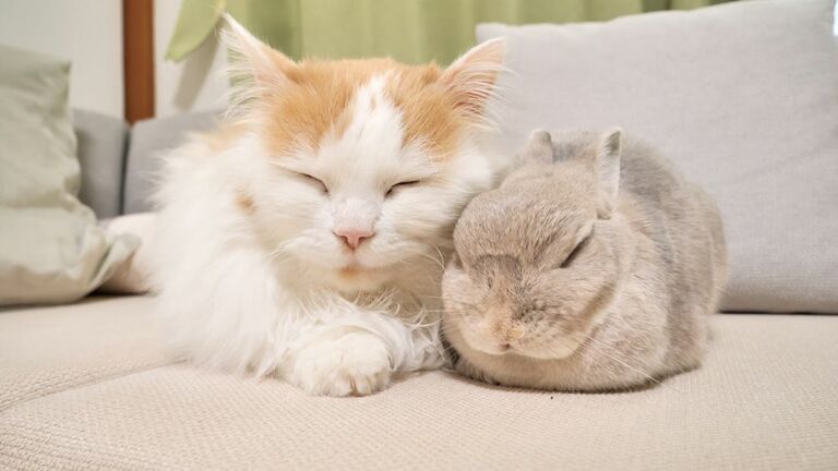半年かけて徐々にならした｣《猫とウサギ》天敵となりうる2匹が