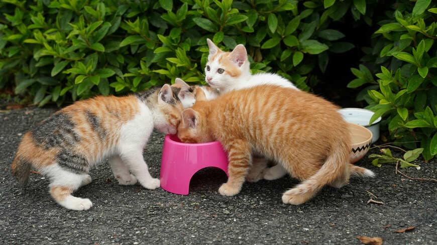 猫の殺処分は犬と比べて約5倍。なぜ猫のほうが多いのでしょうか（写真：maron／PIXTA）