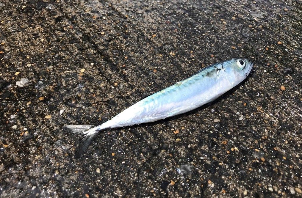 食用にならない小サバ・通称ジャミサバ（写真：筆者提供）