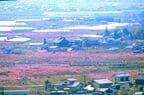 一面の花咲く中を走るグレードアップ「あずさ」