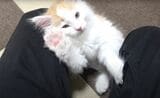 自宅にやってきたばかり、生後2カ月のノルウェージャンフォレストキャット（写真提供：やすさん）