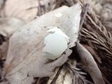 新しい巣の下に散らばった卵の殻の破片（写真：鈴木邦彦氏提供）