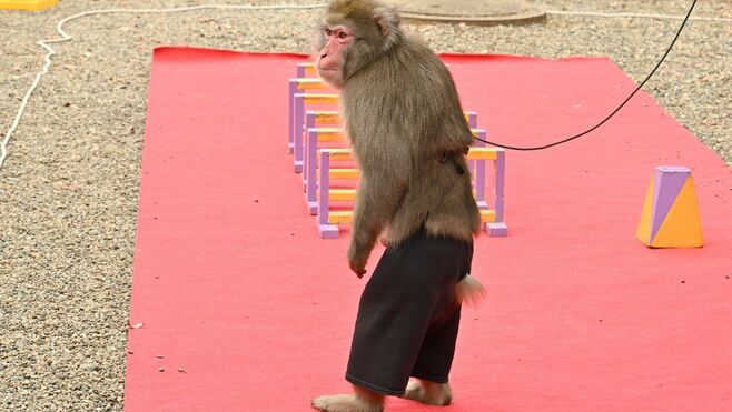 ｢ばけばけ｣ヘブンなら絶句 ｢鹿鳴館外交｣の醜態