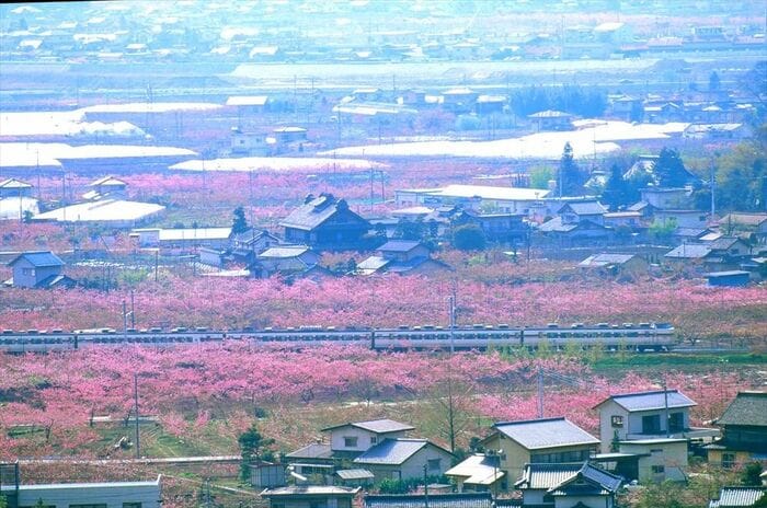 一面の花咲く中を走るグレードアップ「あずさ」