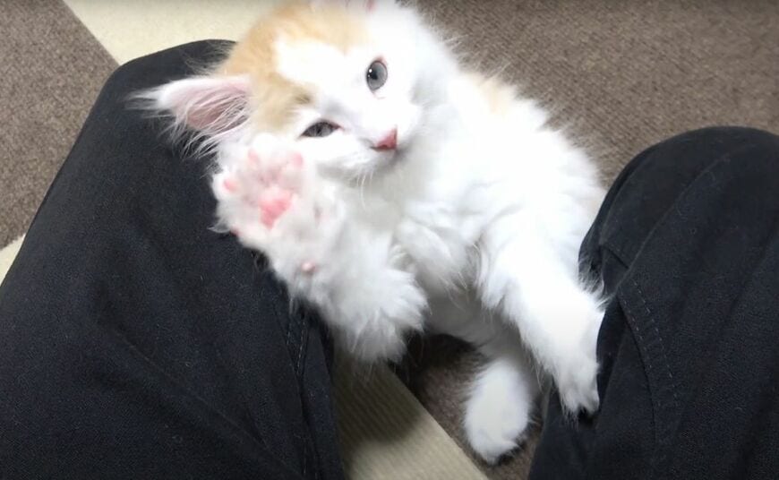 自宅にやってきたばかり、生後2カ月のノルウェージャンフォレストキャット（写真提供：やすさん）