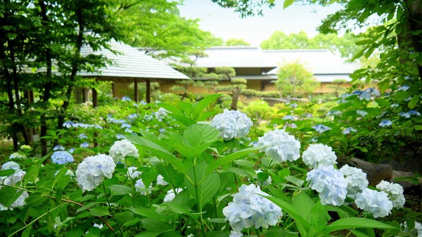 豊かな生物多様性に根付く文化、茶道にもさまざまな影響が感じられます（写真：hirorin／PIXTA）