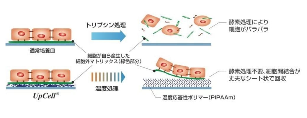 日本発の再生医療は Ips だけじゃない 医薬品 バイオ 東洋経済オンライン 社会をよくする経済ニュース