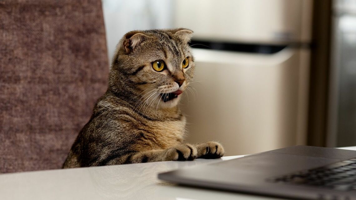 仕事する猫