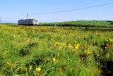 釧網本線の原生花園付近を走るキハ54形（撮影：南正時）
