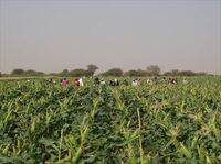 アフリカは、世界の食料庫になりうるか？ ドラマチックすぎる、アフリカの農地開発