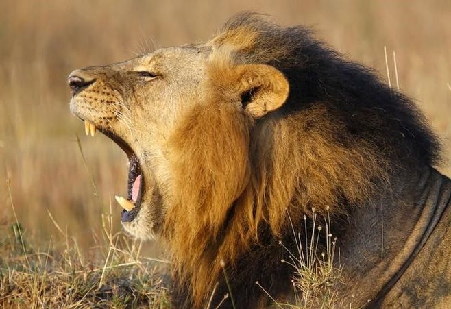 南アフリカの国立公園からライオンが脱走