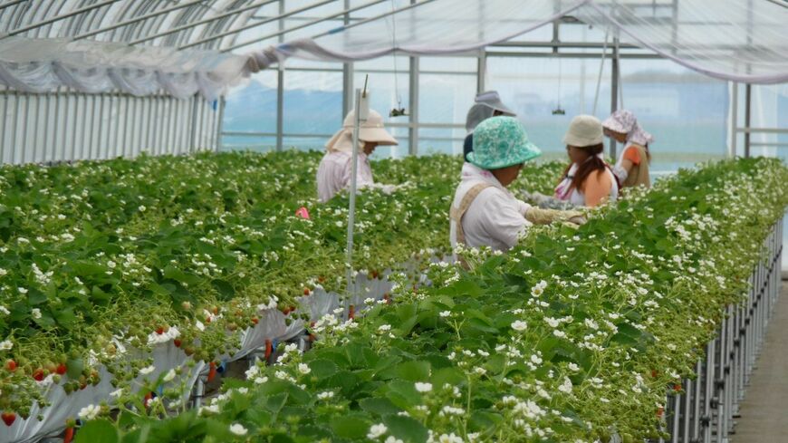 夏秋イチゴで約7割のシェアを握る品種「すずあかね」。 蔵王連峰の麓で「すずあかね」を生産している杜のいちごでは、 2023年夏にいちご狩り園をオープン予定（写真：杜のいちご）