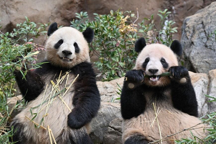 シャオシャオ、レイレイ。2024年3月24日撮影（写真：高氏さん提供）