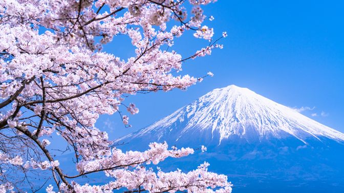 桜の花が一斉に咲き始める 意外すぎる 理由 天気 天候 東洋経済オンライン 社会をよくする経済ニュース