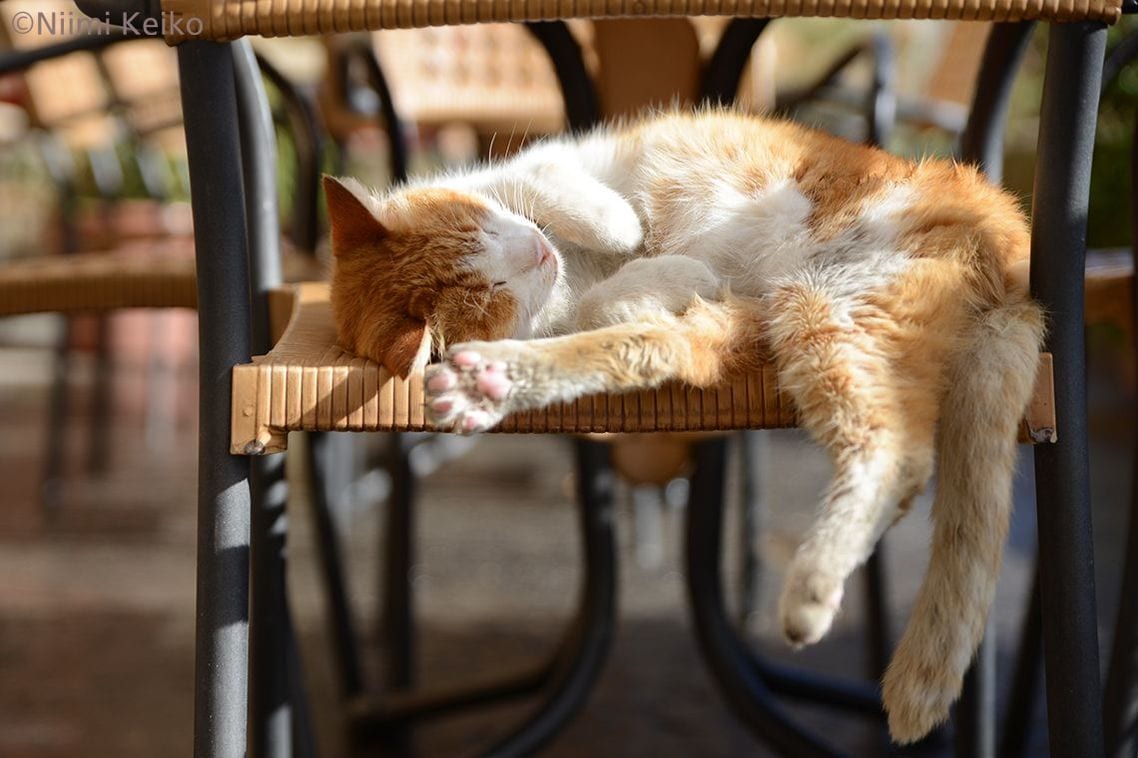 猫に本気で学びたい 爆睡 快眠する 技術 人生で大切なことは みんな 猫 から学べる 東洋経済オンライン 経済ニュースの新基準