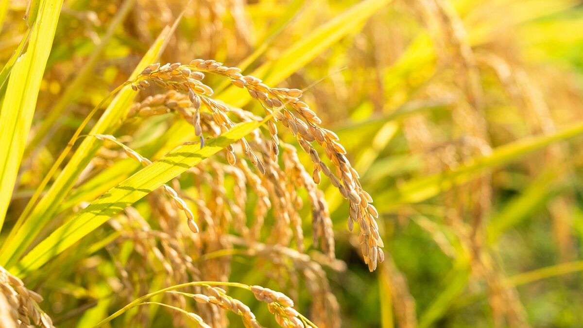 ｢食料自給率｣の低い日本が