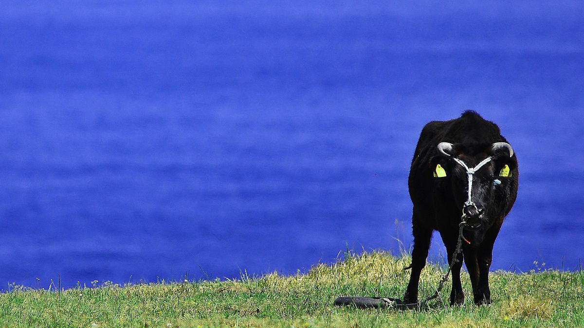 幻の中の幻の牛！｢食べられる天然記念物｣の奇跡 | グルメ・レシピ | 東洋経済オンライン