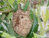 コガタスズメバチの巣