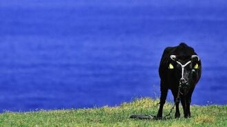 幻の中の幻の牛！｢食べられる天然記念物｣の奇跡