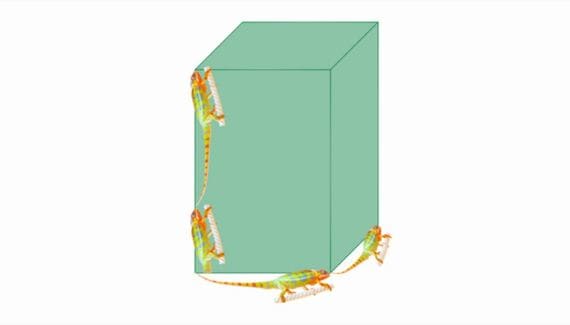 カメレオンのケージのサイズ目安