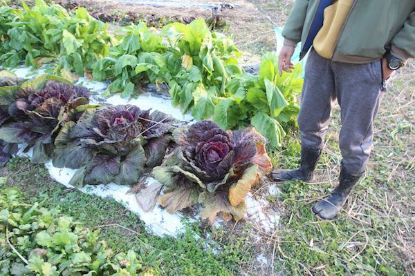（写真：筆者撮影）