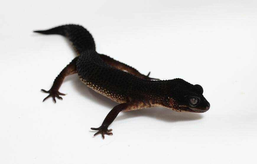 ヒョウモントカゲモドキ（ブラックナイト）①（撮影：尾形文繁／撮影協力：LUCK UP Reptiles）