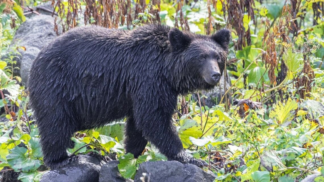 クマ被害が相次いでいる。写真はイメージ（写真：鬼太鼓／PIXTA）