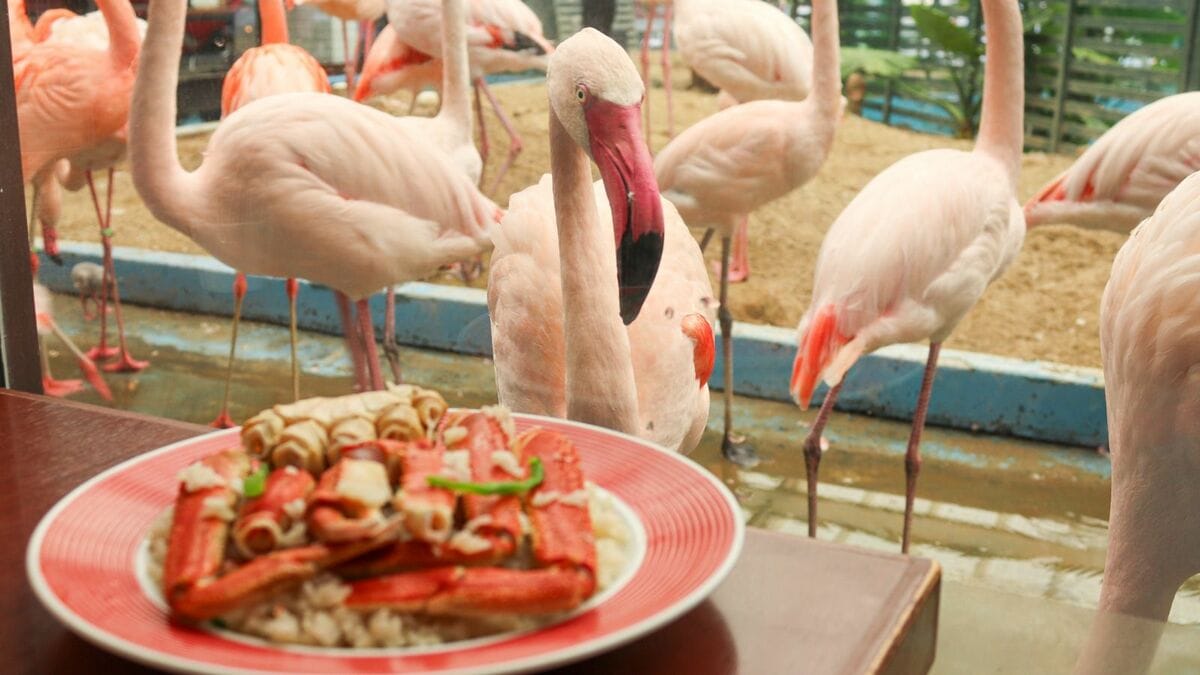 フラミンゴを眺めながらカニピラフを味わう、愛知の謎ファミレス「メヒコ」の魅力