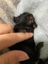 願うのは、痛みも悲しみもなく、楽しく幸せな生涯を過ごしてもらうことだけ（写真：みきさん）