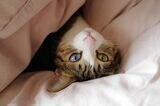 羽毛布団は猫にも人気で、体を包む柔らかさを時々楽しんでいる。体温が反映されるため、もぐりこむと暑くなってすぐに顔を出した（写真：新美敬子）