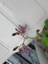 知り合いからもらったホトトギス（写真：中山さん提供）