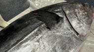 ｢クロマグロが増えても喜べない…｣沿岸漁業者を苦しめる日本の"漁獲枠配分"の矛盾