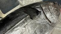 ｢クロマグロが増えても喜べない…｣沿岸漁業者を苦しめる日本の"漁獲枠配分"の矛盾