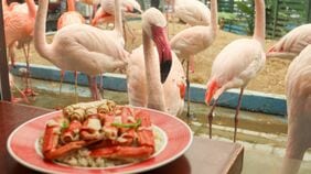 ｢なんでフラミンゴがいるの！？｣地元で50年以上愛される謎ファミレス､名物｢カニピラフ｣を食べながら鳥を眺めた 