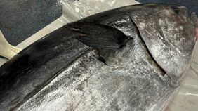 ｢クロマグロが増えても喜べない…｣沿岸漁業者を苦しめる日本の"漁獲枠配分"の矛盾