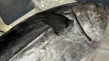 ｢クロマグロが増えても喜べない…｣沿岸漁業者を苦しめる日本の"漁獲枠配分"の矛盾