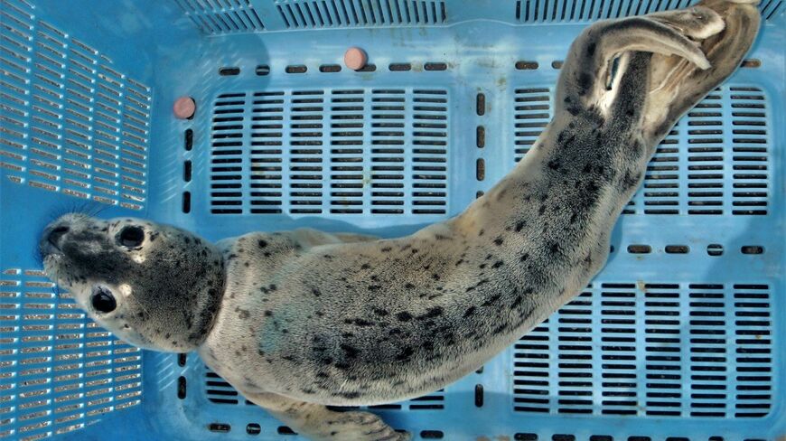 痩せたアザラシ