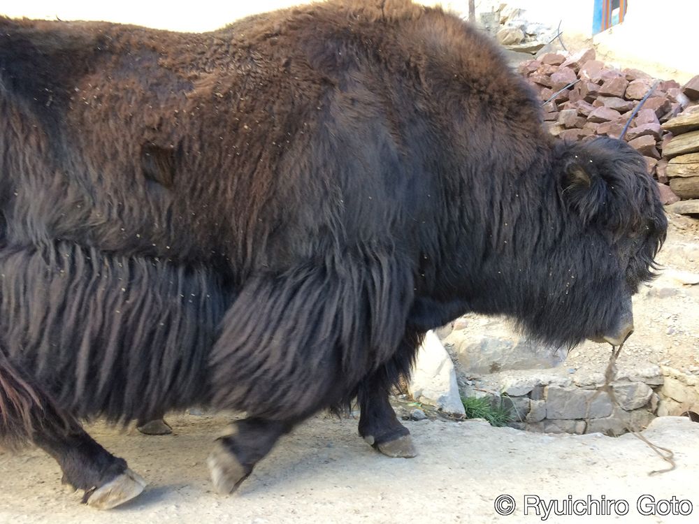 ひづめ近くまで長い毛に覆われている（写真：筆者撮影）