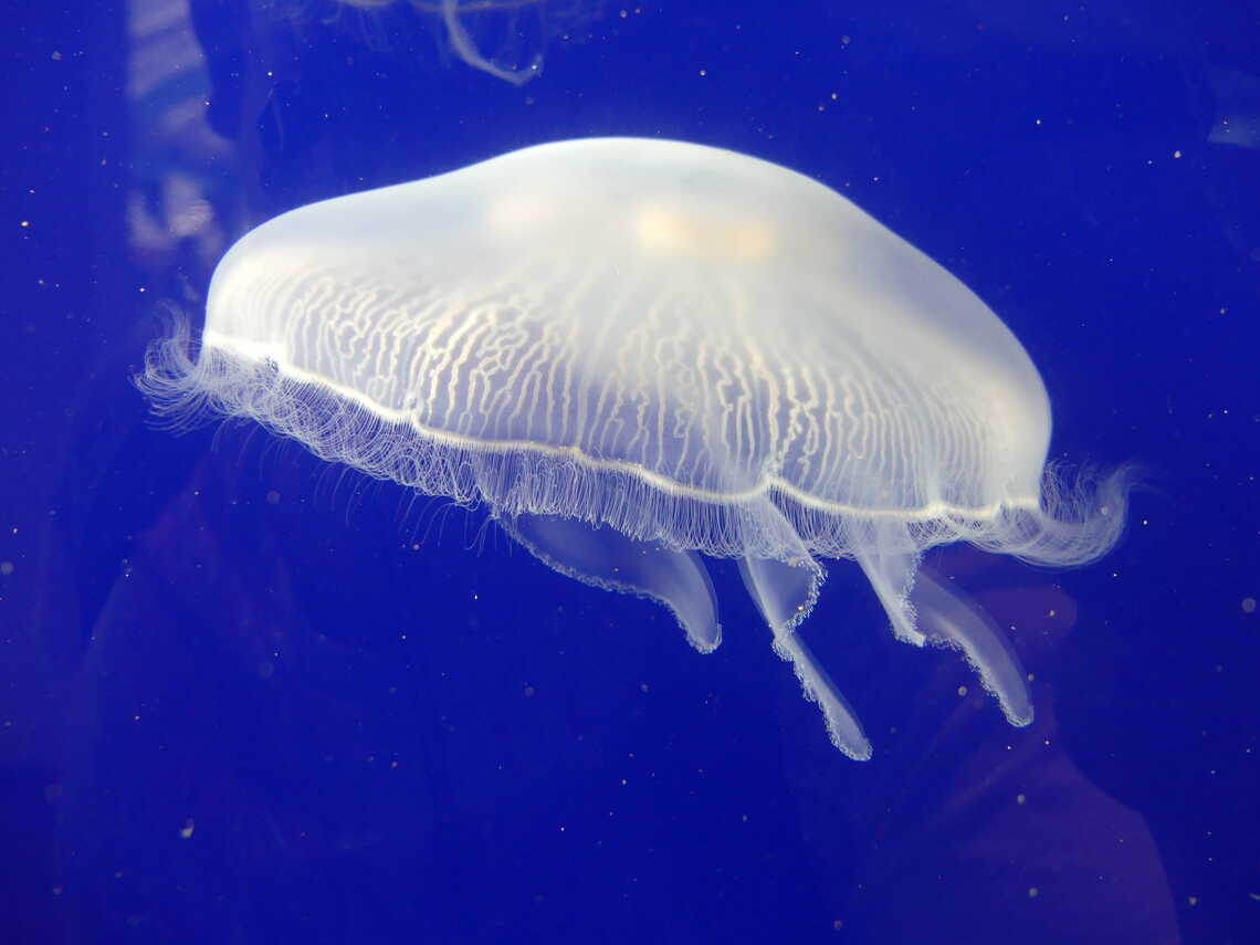 クラゲがクラゲを…（写真：筆者撮影）