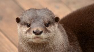 SNS人気の裏で「コツメカワウソ」知られざる最期