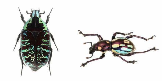 こんなにセクシー！｢キラキラ甲虫｣の秘密 昆虫研究者が惚れた､美し