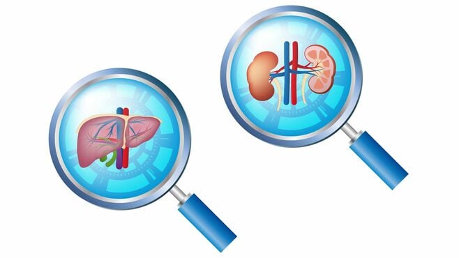 寿命を延ばすには｢肝と腎｣セットのケアが大事