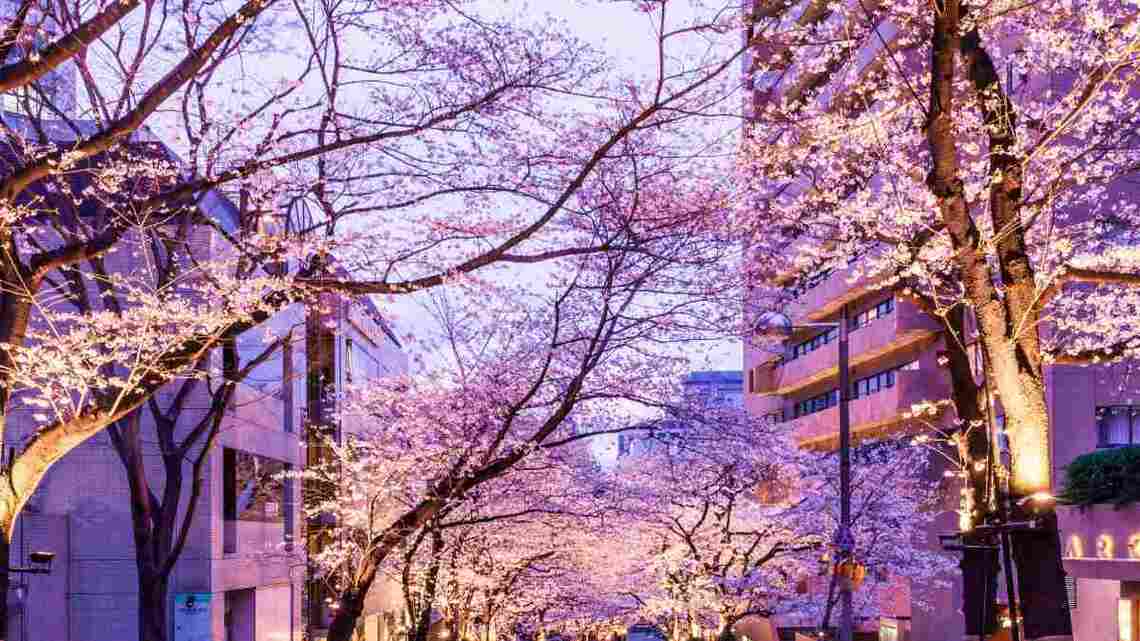 1位となった「港区赤坂1丁目」周辺は桜の名所としても有名（写真：カメさん／PIXTA）