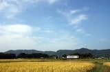 実りの秋、吉都線を走るキハ40形の単行（撮影：南正時）