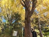 大きなイチョウの木の下で（写真：筆者提供）