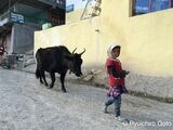 牛を引く小さな女の子（写真：筆者撮影）