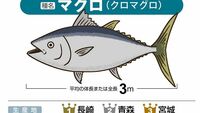 水揚げが減り値段は上昇… 主要16魚介｢大図鑑｣ サンマやイカは激減､ブリは増加。マグロは？