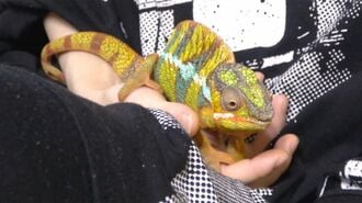 初期費用20万､病院少数｢カメレオン飼育｣の過酷