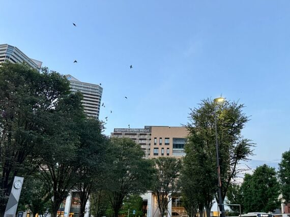 ムクドリたち